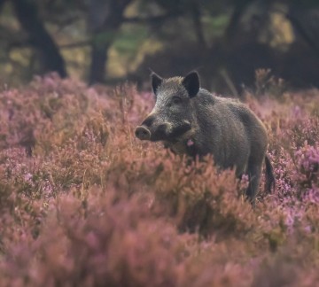 Wild zwijn - Depositphotos_301629828_xl-2015.jpg