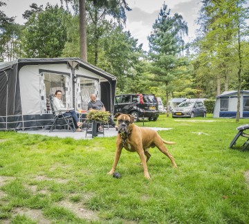 Honden Toegestaan